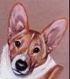 corgiweb